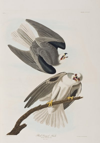 Illustrazione da 