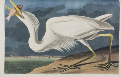 Illustrazione da 