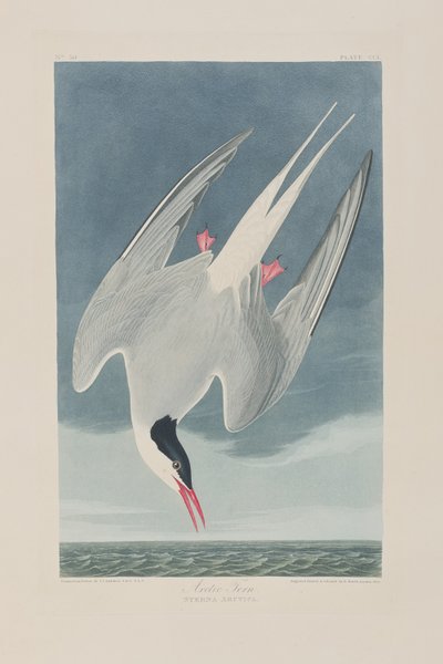 Illustrazione da 
