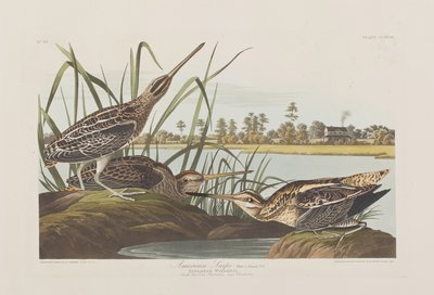 Illustrazione da 