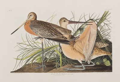 Illustrazione da 
