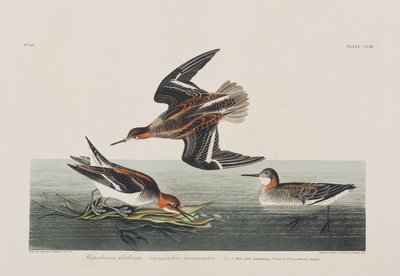 Illustrazione da 