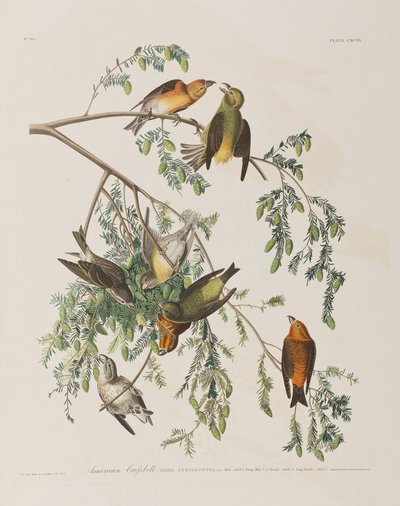 Illustrazione da 