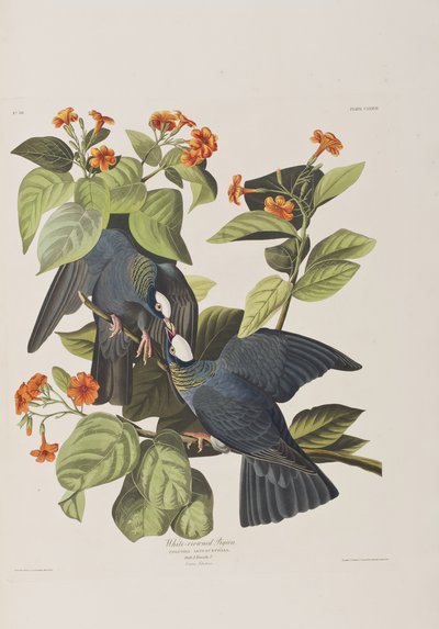 Illustrazione da 
