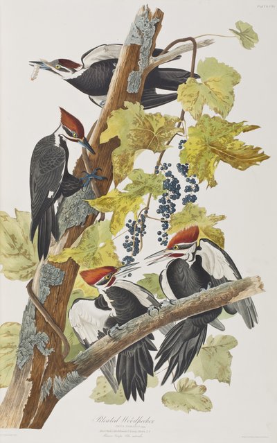 Illustrazione da 