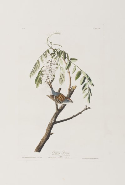 Illustrazione da 