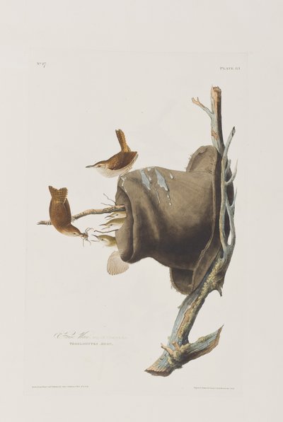 Illustrazione da 