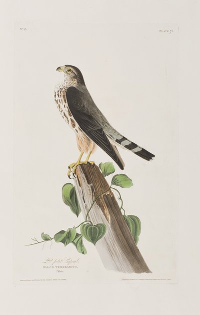 Illustrazione da 
