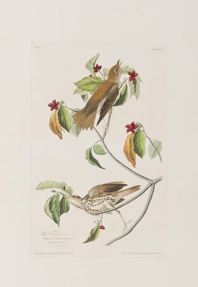 Illustrazione da 