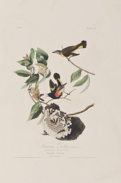 Illustrazione da 