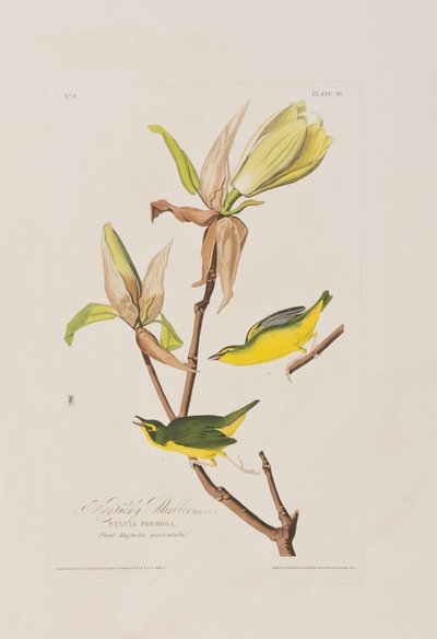 Illustrazione da 