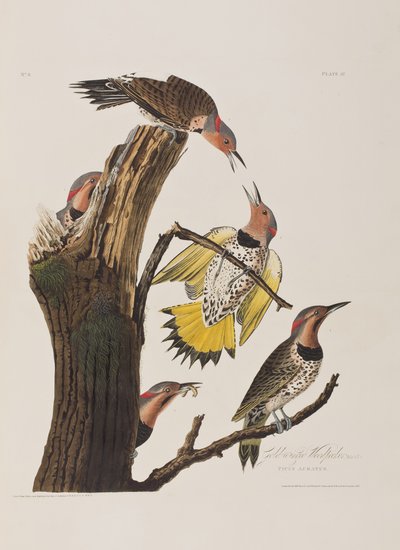 Illustrazione da 