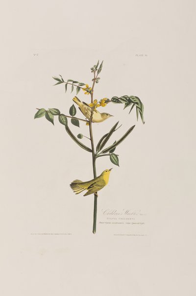 Illustrazione da 