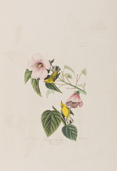 Illustrazione da 