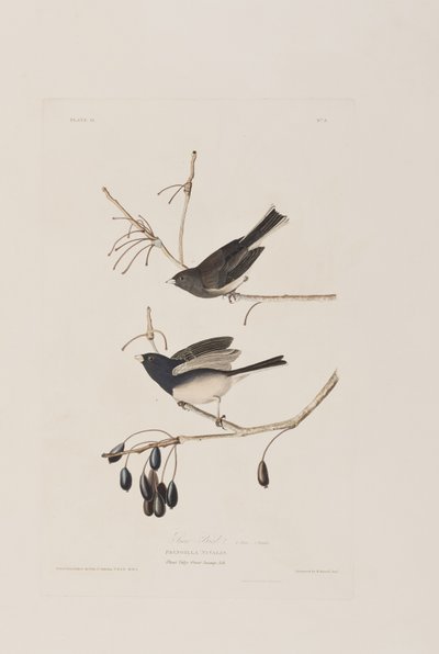 Illustrazione da 