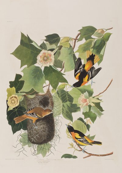 Illustrazione da 