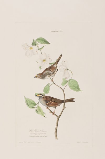 Illustrazione da 