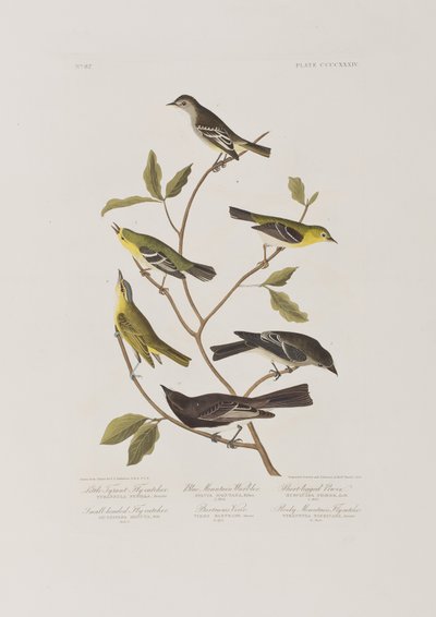 Illustrazione da 