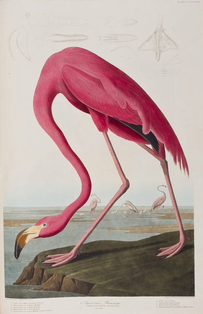 Illustrazione da 