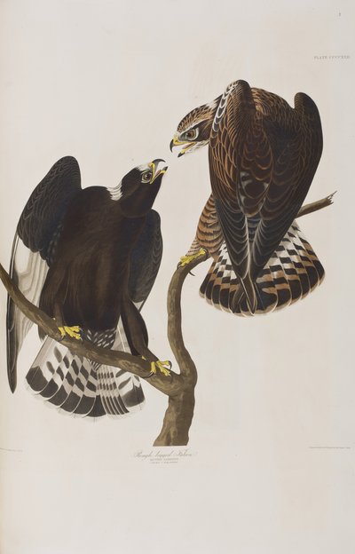 Illustrazione da 