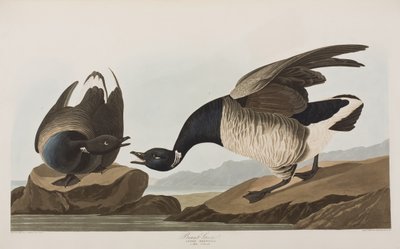Illustrazione da 