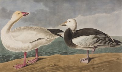 Illustrazione da 