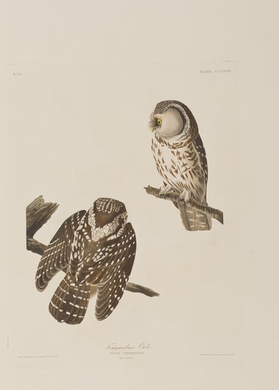 Illustrazione da 