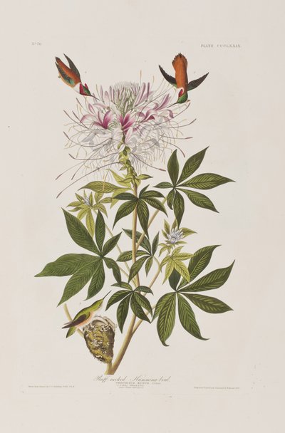 Illustrazione da 