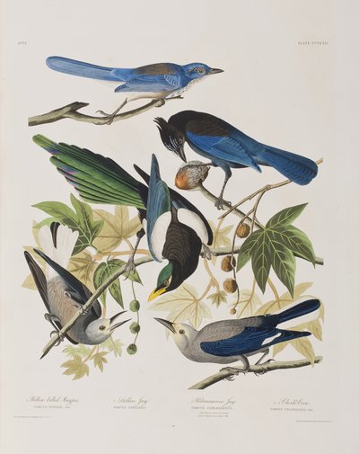 Illustrazione da 