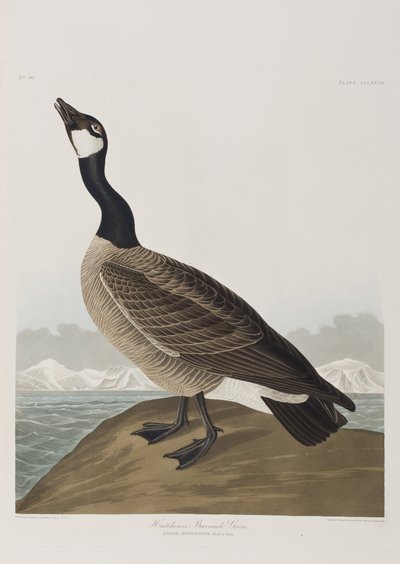 Illustrazione da 