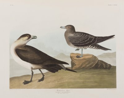 Illustrazione da 