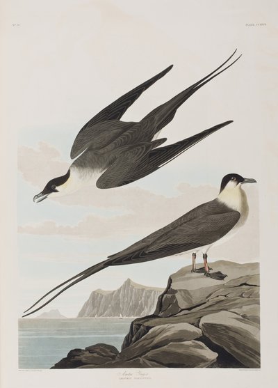 Illustrazione da 