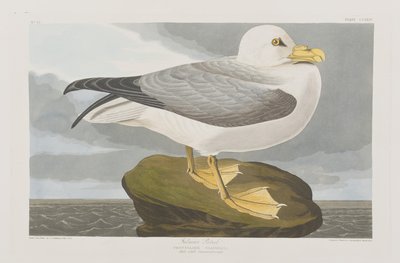 Illustrazione da 