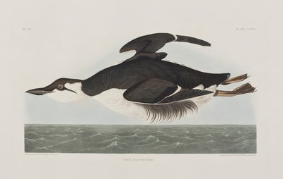 Illustrazione da 