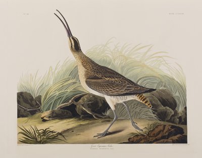 Illustrazione da 