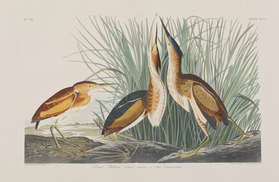 Illustrazione da 