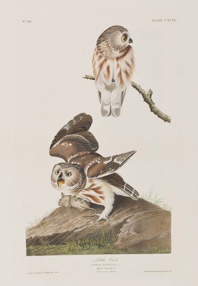 Illustrazione da 