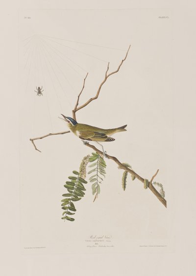 Illustrazione da 