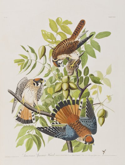 Illustrazione da 