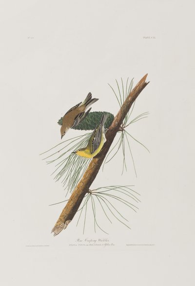 Illustrazione da 