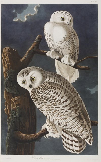 Illustrazione da 