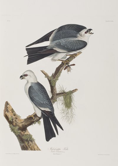 Illustrazione da 
