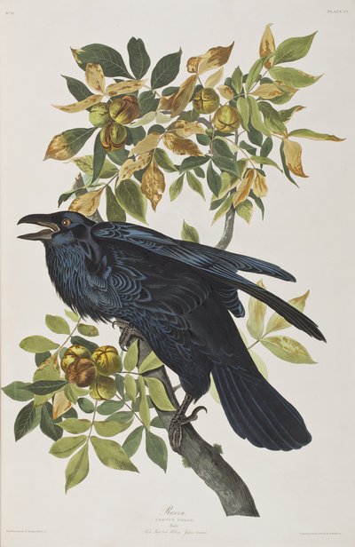 Illustrazione da 