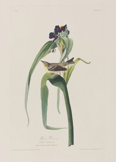 Illustrazione da 