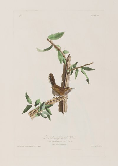 Illustrazione da 