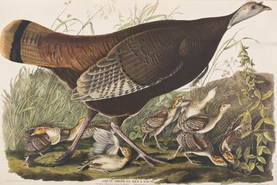 Illustrazione da 