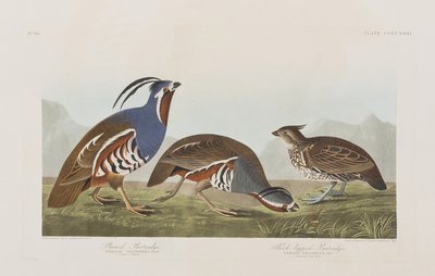 Illustrazione da 