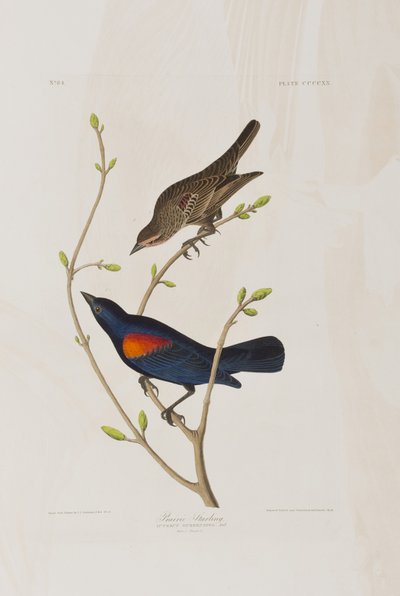 Illustrazione da 