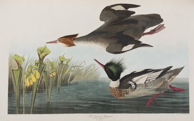Illustrazione da 