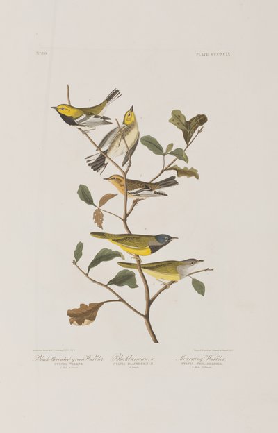 Illustrazione da 